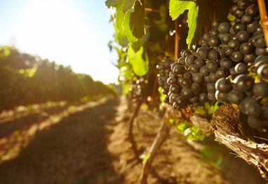 Rows of vines bearing fruit in vineyard with bright sunlight. Focus on black grapes hanging on vines.