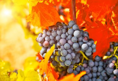 Bunch of grapes with red leaves in autumn. Autumn vineyard.