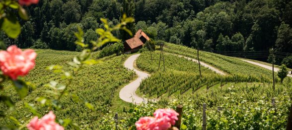 Famous Heart shaped wine road in Slovenia in summer, Heart form - Herzerl Strasse, vineyards in summer, Spicnik