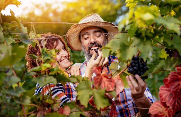 Beautiful smiling couple cutting grapes at a vineyard. They are tasting black sweet grapes and having fun. Copy space.