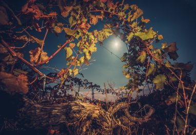 Vineyard with autumn foliage Beautiiful vineyard landscape in the moonlight. Night time. Autumn time, ready for harvest and production of wine