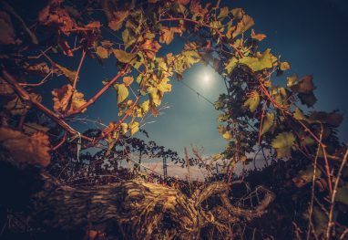 Beautiiful vineyard landscape in the moonlight. Night time. Autumn time, ready for harvest and production of wine