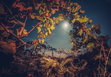 Vineyard with autumn foliage Beautiiful vineyard landscape in the moonlight. Night time. Autumn time, ready for harvest and production of wine
