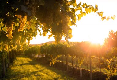 vineyards-at-sunset-buphm8f